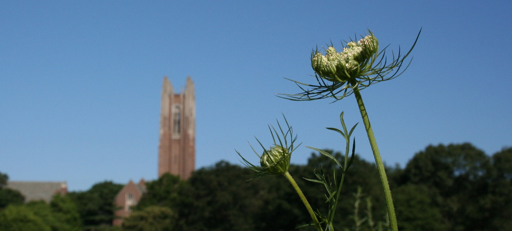 flower and green hall in distance