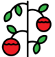tomatoes